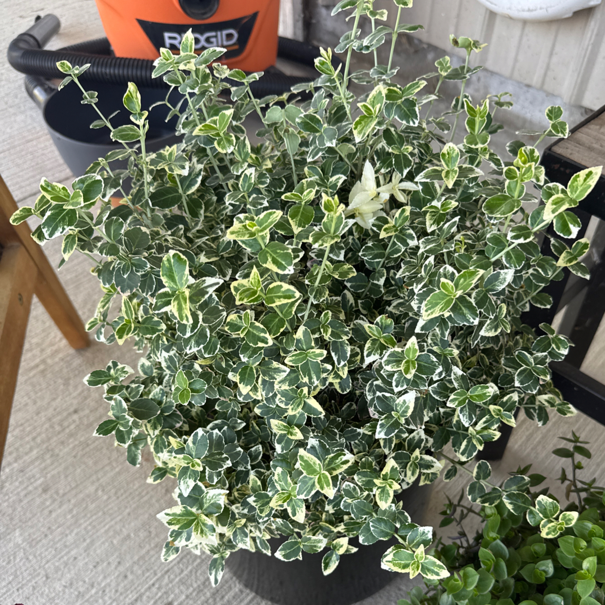 Photo of the plant species Wintercreeper 'Gaiety' by @Gnarlboro named Lola on Greg, the plant care app
