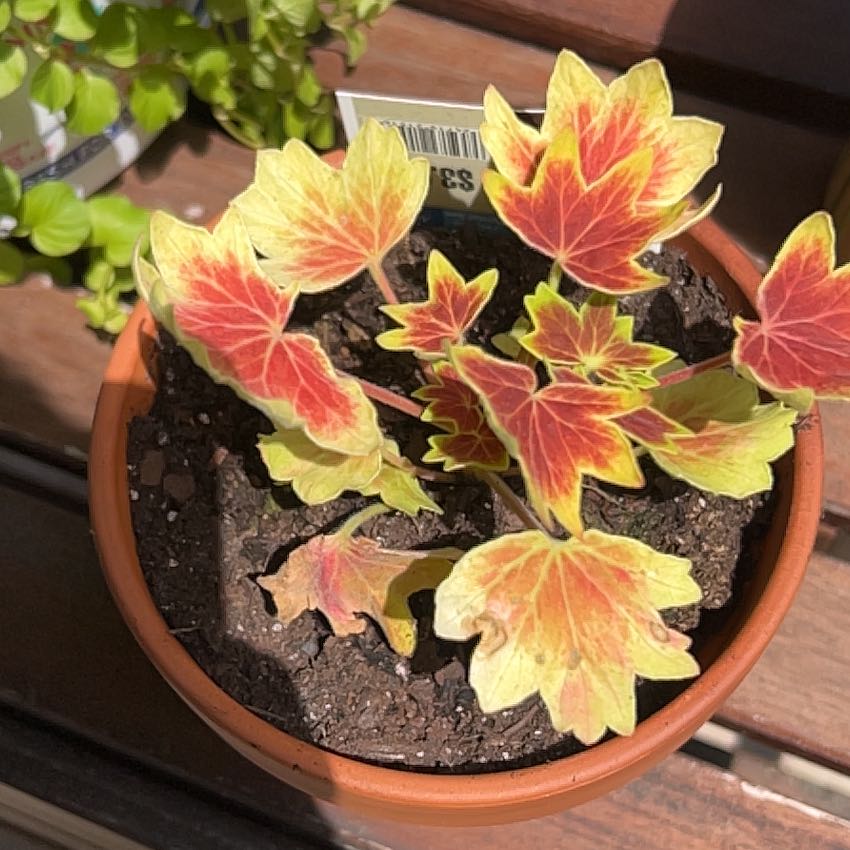 Photo of the plant species Vancouver Centennial Geranium by @WarmNeslia92 named Tolkien on Greg, the plant care app
