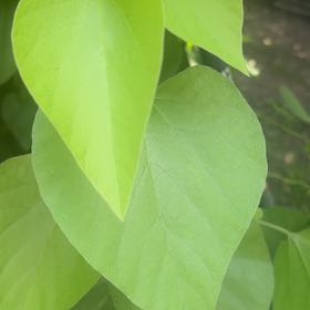 Photo of the plant species Cigar Tree by @RoundMyagrum66 named Willow on Greg, the plant care app