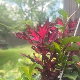 Photo of the plant species Brazilian Red-Cloak by @RoundMyagrum66 named Fernie Mac on Greg, the plant care app