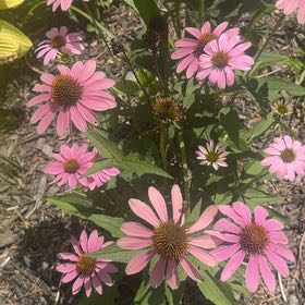 Photo of the plant species Purple Coneflower by @RoundMyagrum66 named Harmony on Greg, the plant care app