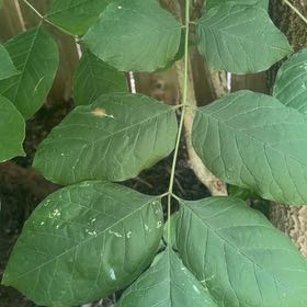 Photo of the plant species American Ash by @RoundMyagrum66 named Forrest on Greg, the plant care app