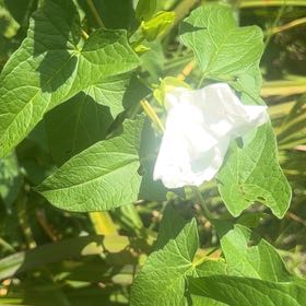 Photo of the plant species Appalachia False Bindweed by @RoundMyagrum66 named Maya on Greg, the plant care app