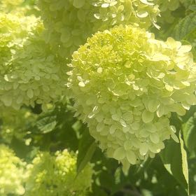Photo of the plant species Panicle Hydrangea by @RoundMyagrum66 named Keanu Leaves on Greg, the plant care app