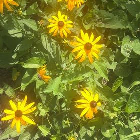 Photo of the plant species Blackeyed Susan by @RoundMyagrum66 named Robert Plant on Greg, the plant care app