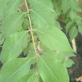 Photo of the plant species Amur Honeysuckle by @RoundMyagrum66 named Spike Leaves on Greg, the plant care app