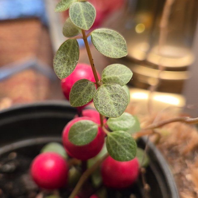 Photo of the plant species Partridge Berry by @AceCucumber54 named Rihanna on Greg, the plant care app