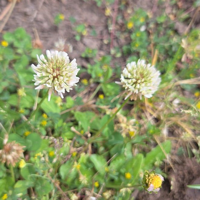 Photo of the plant species White Clover by @AceCucumber54 named Kylie on Greg, the plant care app