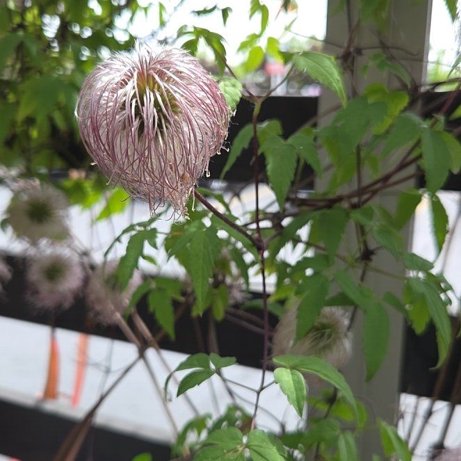 Photo of the plant species Purple Clematis by @AceCucumber54 named da Vinci on Greg, the plant care app