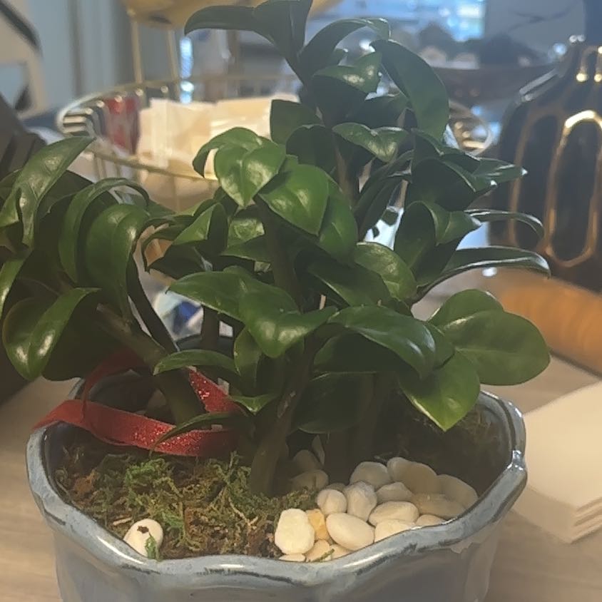 Photo of the plant species Ripple Jade by @Falcon07 named Falcon’s plants on Greg, the plant care app