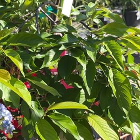 Photo of the plant species Weeping Yoshino Cherry by @SuperblyComet78 named Girlfrond on Greg, the plant care app