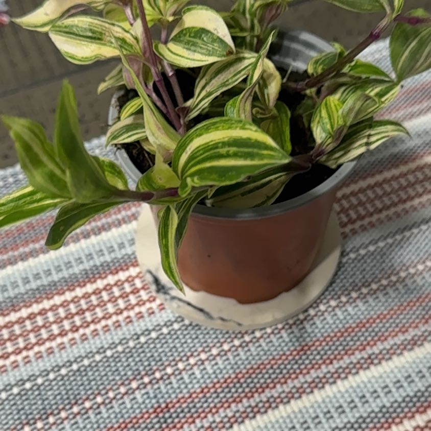 Photo of the plant species Tradescantia 'Rainbow Zebra' by @Lgraca named Maura on Greg, the plant care app