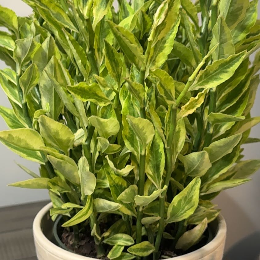 Photo of the plant species devil's backbone by @Lgraca named Ginny on Greg, the plant care app
