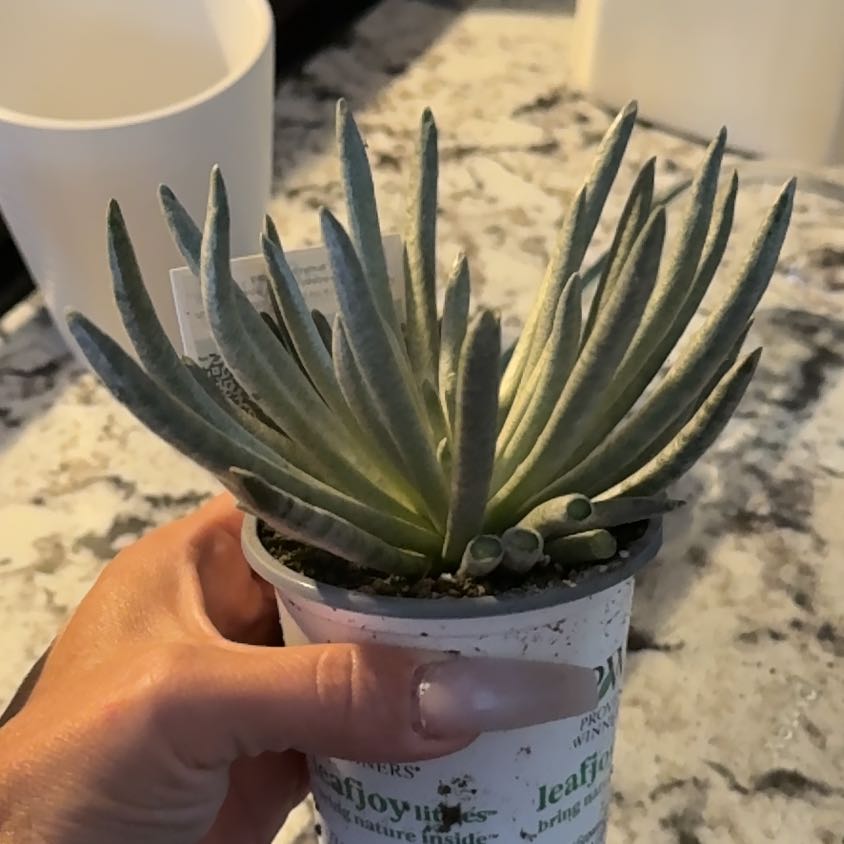 Photo of the plant species Senecio by @Lgraca named Aristotle on Greg, the plant care app