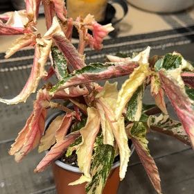 Photo of the plant species Begonia 'Ginny Galaxy' by @Lgraca named Ginny on Greg, the plant care app