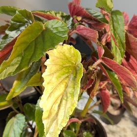 Photo of the plant species Begonia 'Ginny Galaxy' by @Lgraca named Virginia on Greg, the plant care app