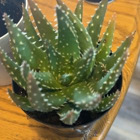 Photo of the plant species Aloe 'Crosby's Prolific' by @SinewyApple34 named Daphne on Greg, the plant care app