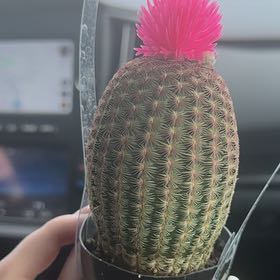 Sproutacus