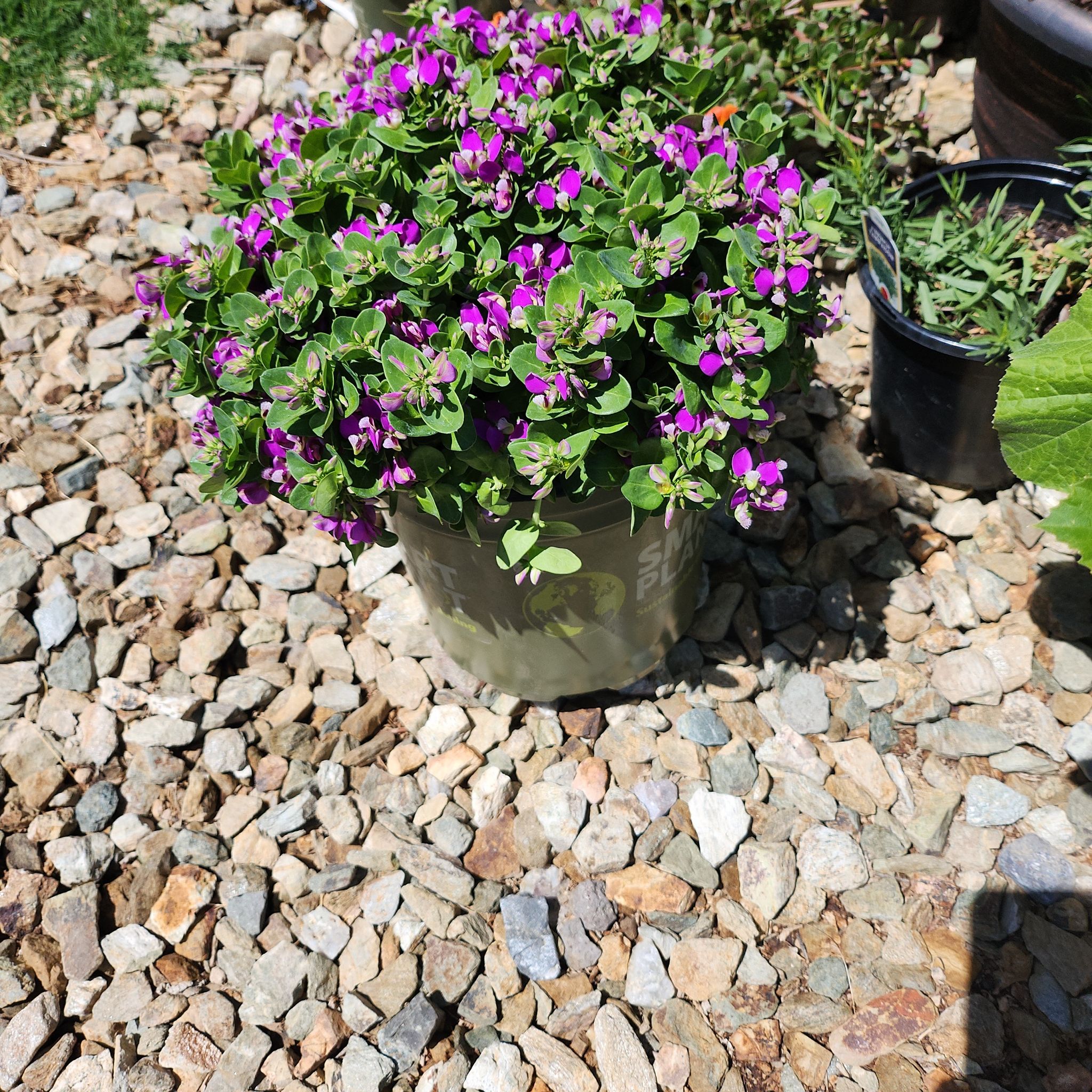 Photo of the plant species Sweet Pea Shrub 'Bibi Pink' by @GoldCobnut88 named Prince on Greg, the plant care app