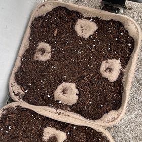 Photo of the plant species Vates Blue Curled Kale by @DreamyKamahi10 named Captain Plant-it on Greg, the plant care app