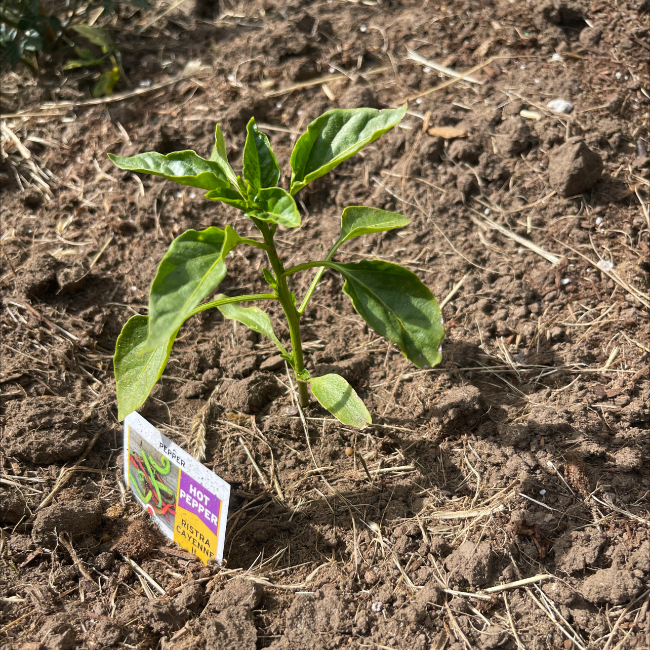 Photo of the plant species Cheyenne Chilli Pepper by @DreamyKamahi10 named Fernie Mercury on Greg, the plant care app