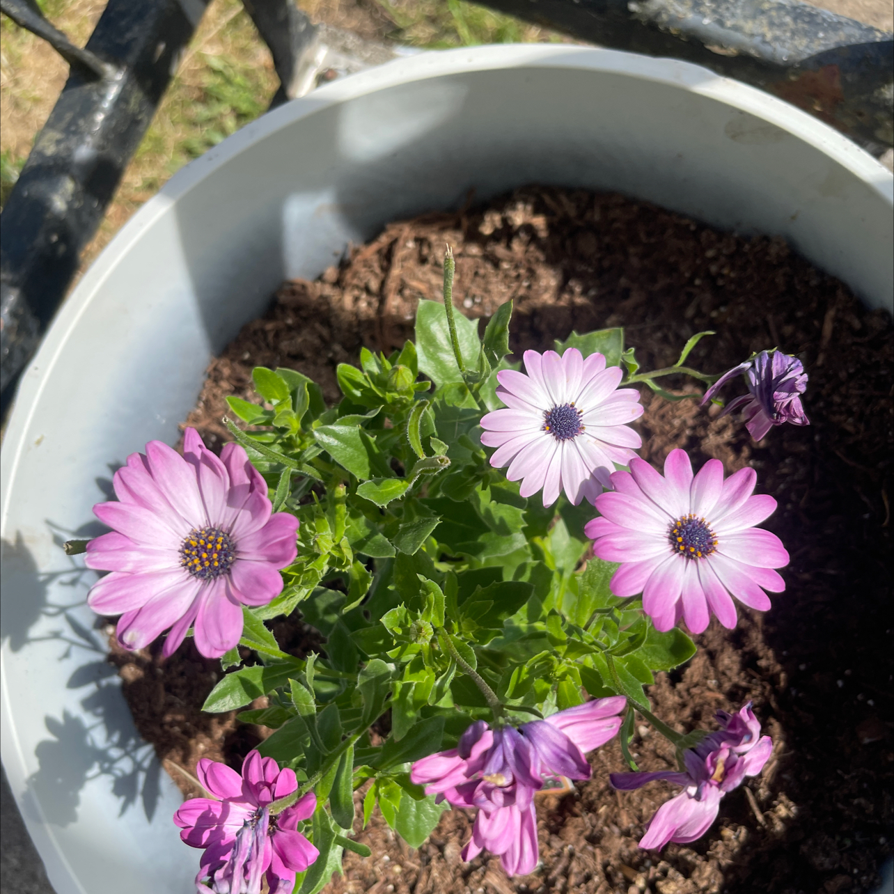 Photo of the plant species Osteospermum 'Margarita Pink Bicolor' by @DreamyKamahi10 named Einstein on Greg, the plant care app