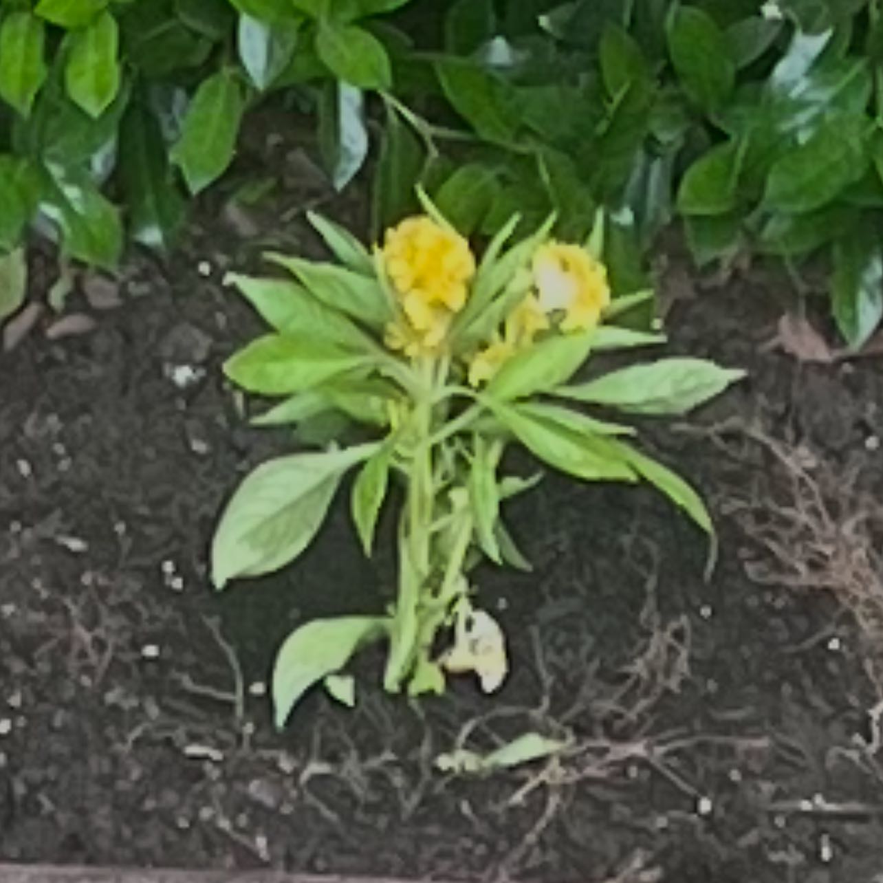 Photo of the plant species Celosia Twisted yellow by @YevePotato89 named Leaf Erickson on Greg, the plant care app