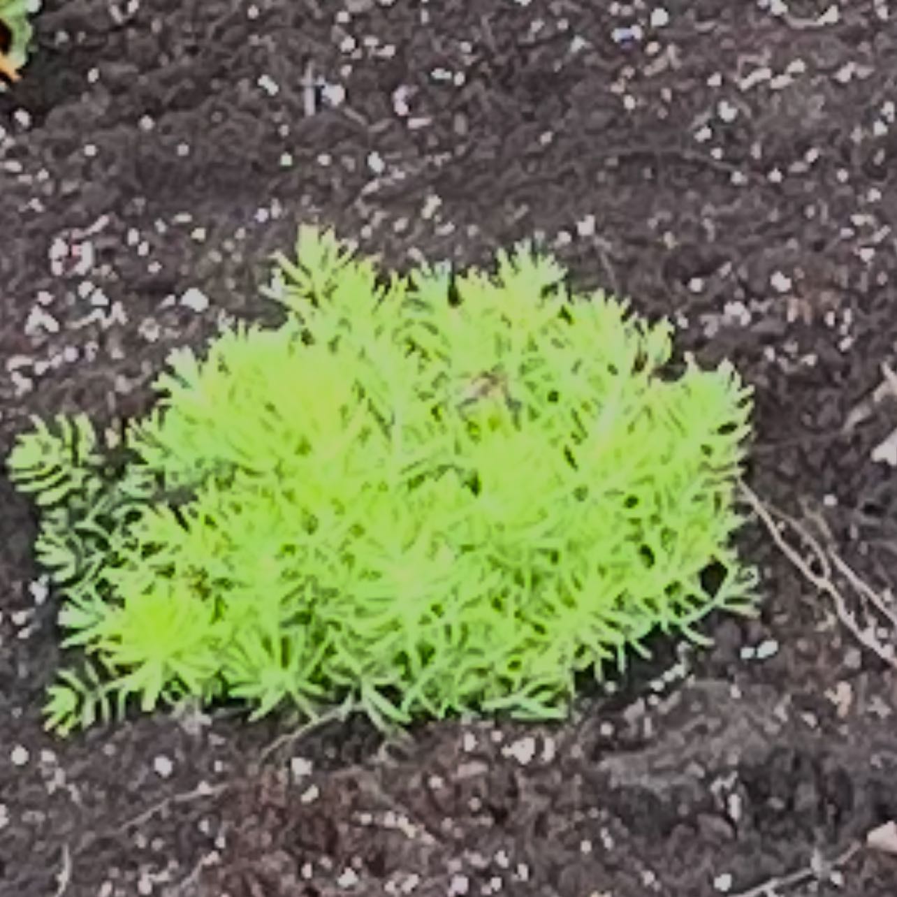 Photo of the plant species Lemon Ball Sedum by @YevePotato89 named Emerson on Greg, the plant care app