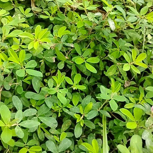 Photo of the plant species Black Olive Tree by @SpiffyCoralfern named Captain Plant-it on Greg, the plant care app