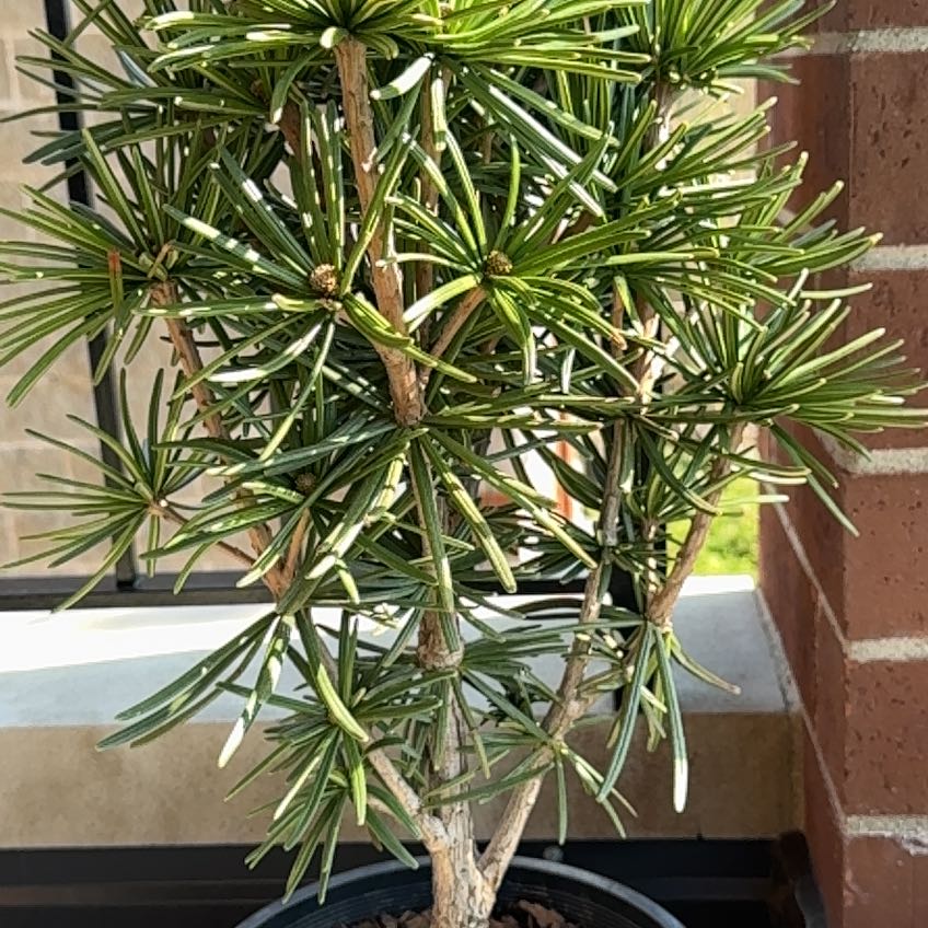Plant care for Japanese Umbrella Pine 'Star Wars' on Greg, the plant care app