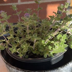 Photo of the plant species Nepeta 'Early Bird' by @ValuableTutsan8 named Neko on Greg, the plant care app