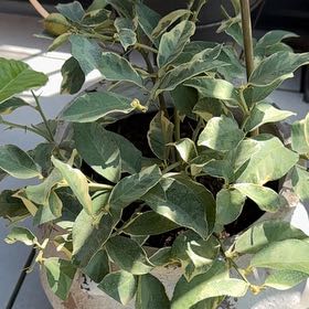 Photo of the plant species Variegated Lemon by @ValuableTutsan8 named LiloStitch on Greg, the plant care app