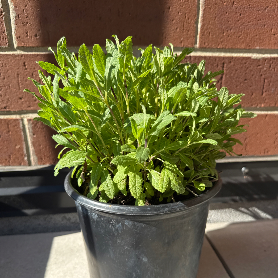 Photo of the plant species Salvia 'Caradonna' by @ValuableTutsan8 named Sal on Greg, the plant care app