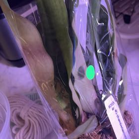 Photo of the plant species Paphiopedilum 'Chamberlainianum Finchley' by @ZingPlumpaisley named Marley on Greg, the plant care app