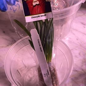 Photo of the plant species Dracula saulii by @ZingPlumpaisley named Remington on Greg, the plant care app