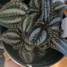 Photo of the plant species Pilea 'Pan Am' by @rippelgarden named Drake on Greg, the plant care app