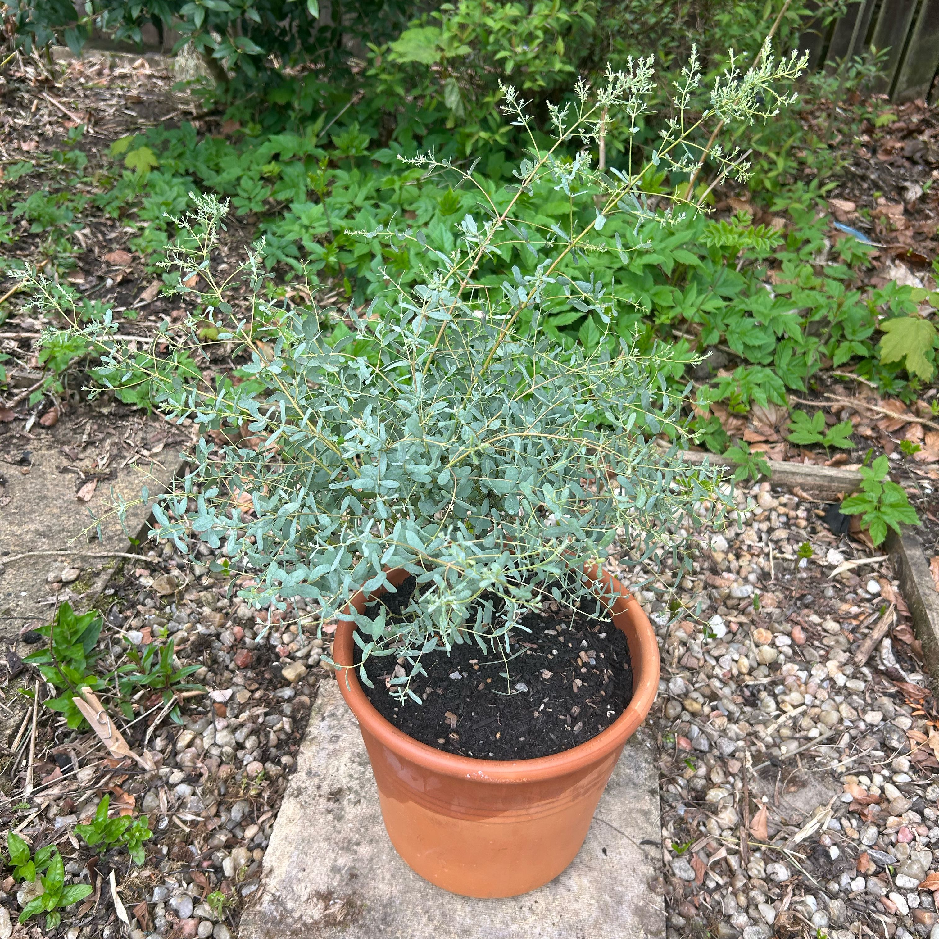 Photo of the plant species Cider gum by @NovelMakura64 named Eucalyptus on Greg, the plant care app