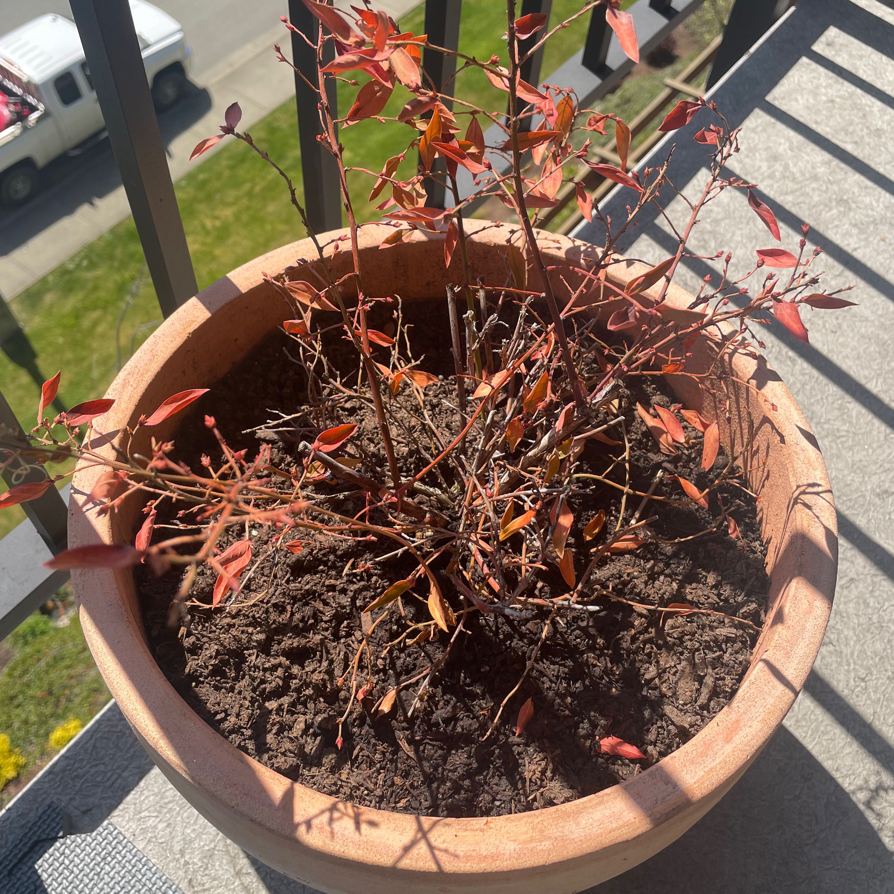 Photo of the plant species Blueberry Bush by @YesWeepingfig76 named LiloStitch on Greg, the plant care app