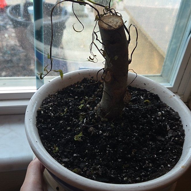 Photo of the plant species Bonsai by @BlazingWildlime named Figyonce on Greg, the plant care app