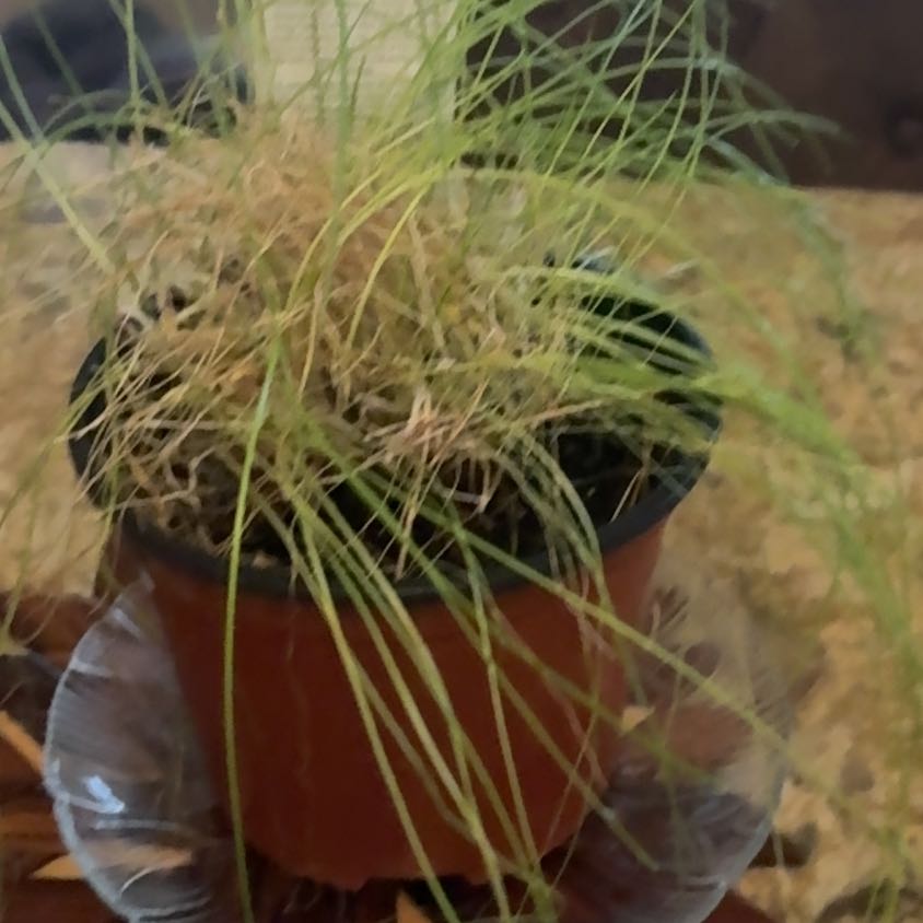 Photo of the plant species Chives 'Staro' by @BusyGinseng72 named Kendall on Greg, the plant care app
