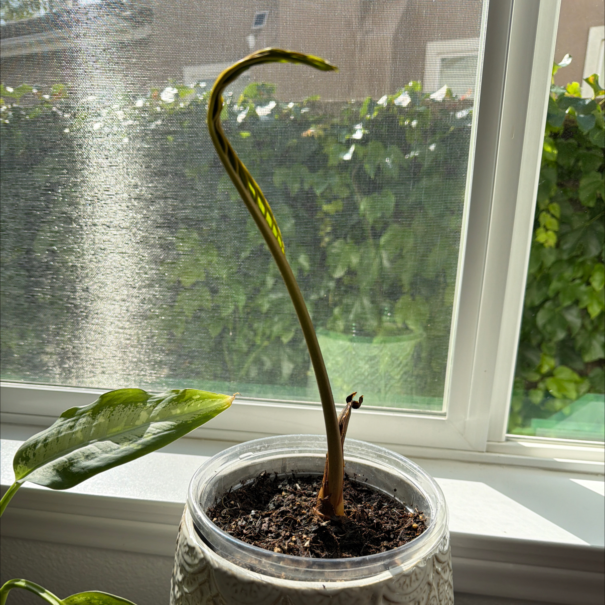 Photo of the plant species White Batflower by @Arjintina named White bat flower on Greg, the plant care app