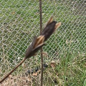 Photo of the plant species Northern Needleleaf by @VipSandsedge79 named Prince on Greg, the plant care app