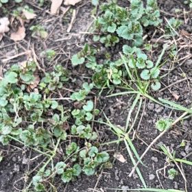 Photo of the plant species Ivy-Leaved Speedwell by @VipSandsedge79 named Muhammad Ali on Greg, the plant care app