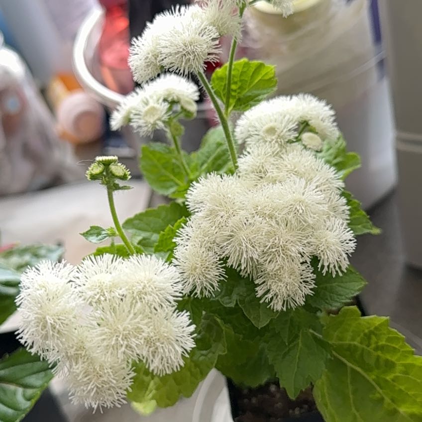 Photo of the plant species Ageratum 'Aloha White' by @GodsendDuwei67 named Anne on Greg, the plant care app