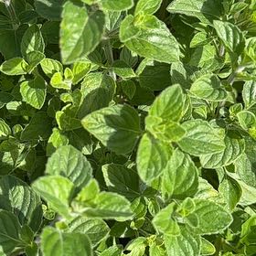 Photo of the plant species Mentuccia by @PrincelyFern31 named Drake on Greg, the plant care app