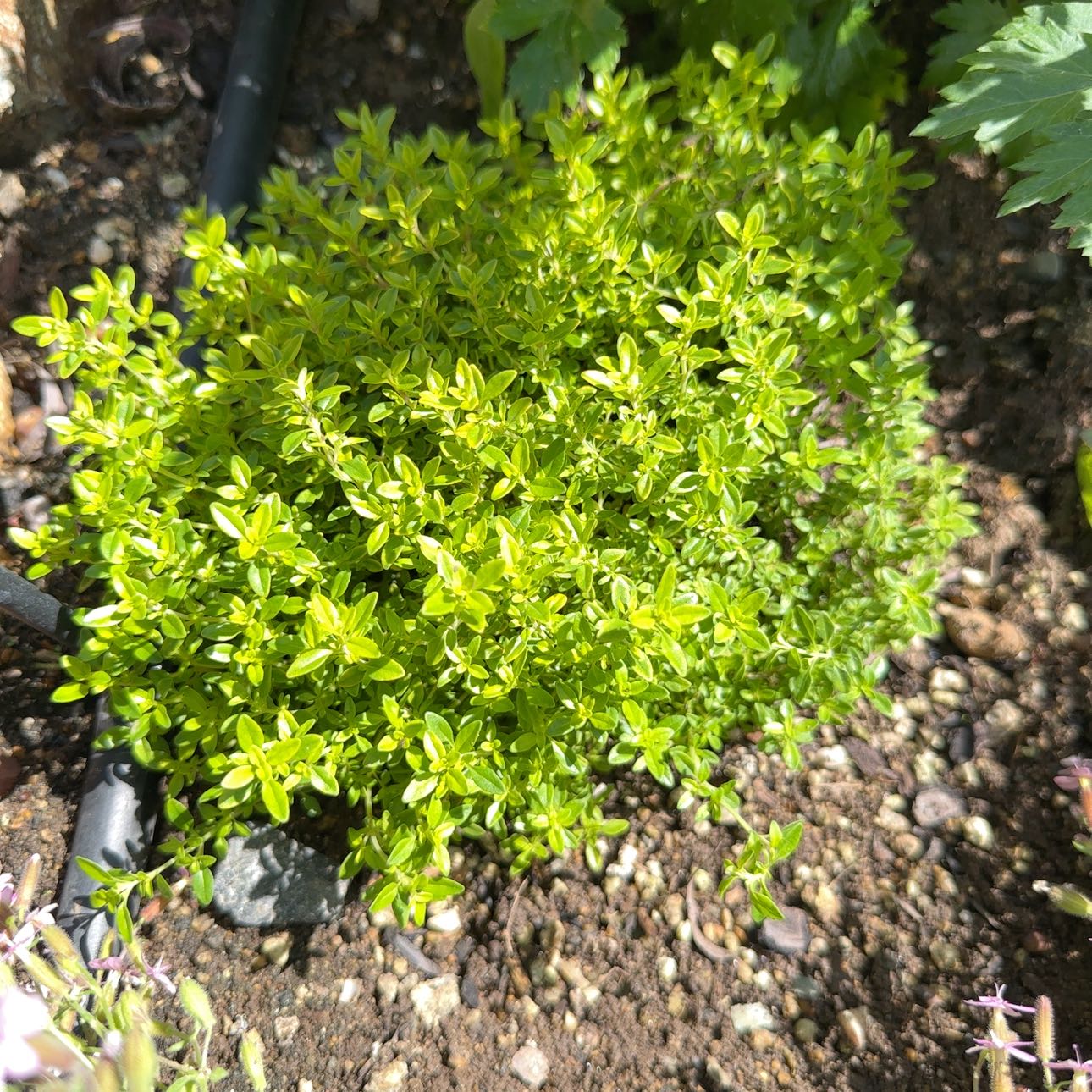 Photo of the plant species Culinary Lime Thyme by @PrincelyFern31 named LiloStitch on Greg, the plant care app