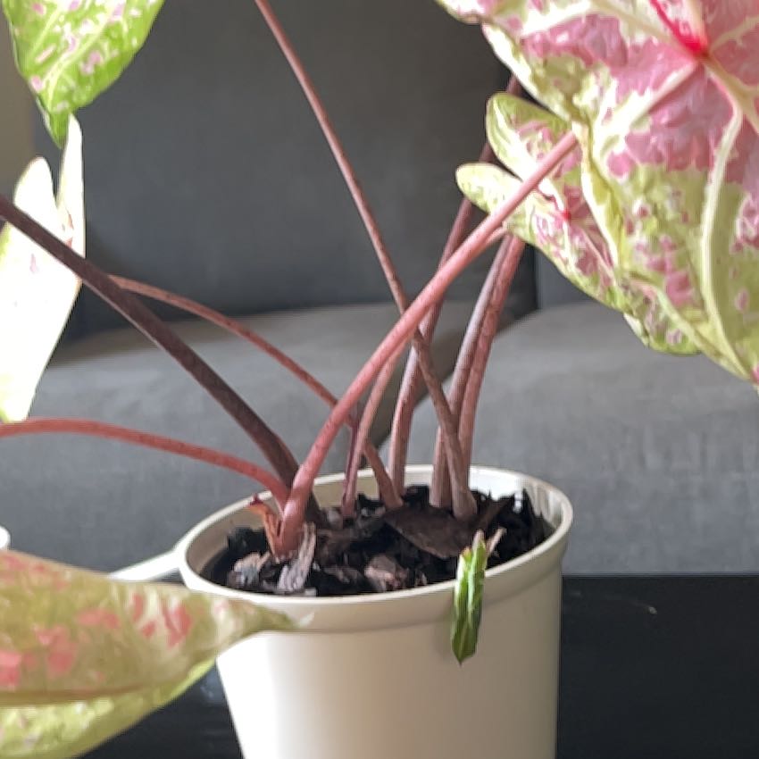 Photo of the plant species Caladium 'Seafoam Pink' by @ElderEasterlily named Pink on Greg, the plant care app