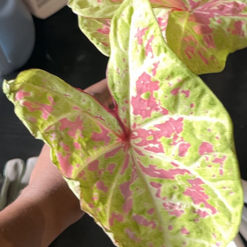 Photo of the plant species Caladium 'Seafoam Pink' by @ElderEasterlily named Sea on Greg, the plant care app