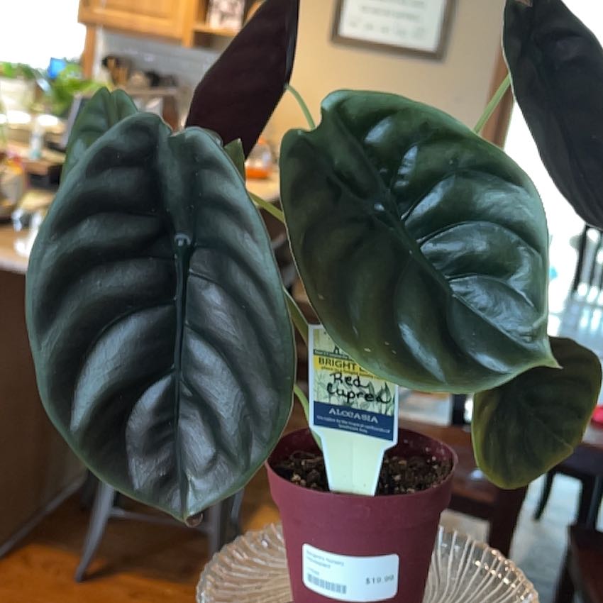 Photo of the plant species Red Cuprea by @LovableBeech14 named Walt on Greg, the plant care app