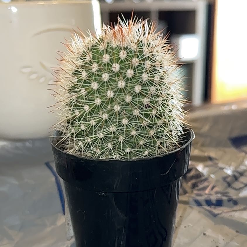 Photo of the plant species Mammillaria marcosii 'Yellow Spines Album' by @DeftDamiana37 named Queen on Greg, the plant care app